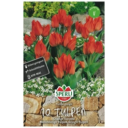 Blumenzwiebel, Tulipa x hybrida »Orange Toronto«, Blüte: rot