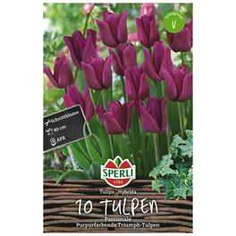 Blumenzwiebel, Tulipa x hybrida »Passionale«, Blüte: lila
