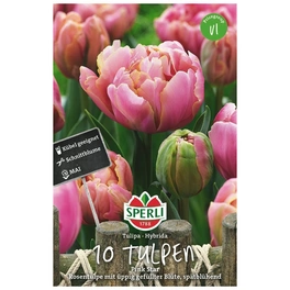 Blumenzwiebel, Tulipa x hybrida »Pink Star«, Blüte: rosa
