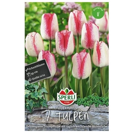 Blumenzwiebel, Tulipa x hybrida »Playgirl«, Blüte: mehrfarbig