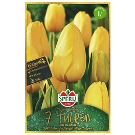 Blumenzwiebel, Tulipa x hybrida »Roi du Midi«, Blüte: gelb