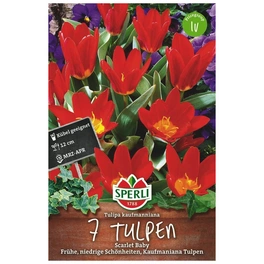 Blumenzwiebel, Tulipa x hybrida »Scarlet Baby«, Blüte: rot