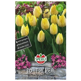 Blumenzwiebel, Tulipa x hybrida »Sunny Prince«, Blüte: gelb