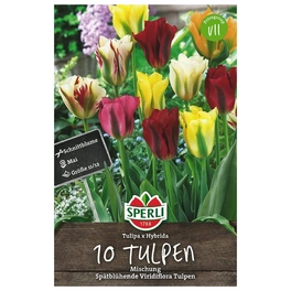 Blumenzwiebel, Tulipa x hybrida »Viridiflora Mischung«, Blüte: mehrfarbig