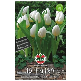 Blumenzwiebel, Tulipa x hybrida »White Prince«, Blüte: weiß