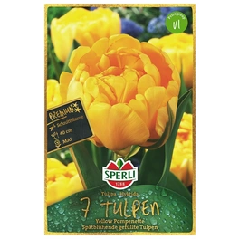 Blumenzwiebel, Tulipa x hybrida »Yellow Pompenette«, Blüte: gelb