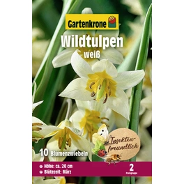 Blumenzwiebel Wildtulpen, Tulipa turkestanica, Blüte: weiß