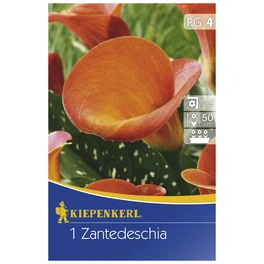 Blumenzwiebel Zantedeschie, Zantedeschia Hybrida »Orange«, Blütenfarbe: orange