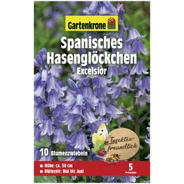 Blumenzwiebeln Spanisches Hasenglöckchen, Hyacinthus Hispanica »Excelsior«, Blüte: blau