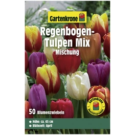 Blumenzwiebeln Triumph-Tulpe, Tulipa x hybrida »Mischung«, Blüte: bunt