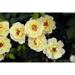 Bodendecker-Rose Bienenweide, Rosa hybrida, Blüte: gelb, einfach