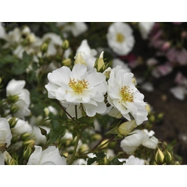 Bodendecker-Rose 'Diamant', Rosa hybrida, Blüten: rein weiß