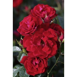 Bodendecker-Rose 'Mainaufeuer', Rosa hybrida, Blüten: blutrot