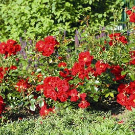 Bodendeckerrose Rosa hybride »Matador«