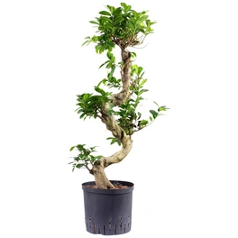 Bonsai-Feige Ficus Microcarpa »Compacta«, Hydrokultur, Topf-Ø: 22 cm
