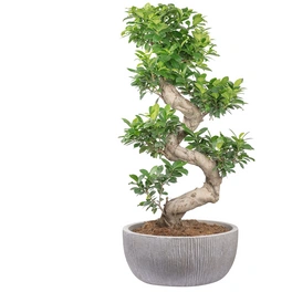 Bonsai Feige, Ficus microcarpa »Ginseng Fuji«, im Kunststoff-Kulturtopf