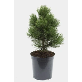 Bosnische Kiefer 'Malinki', Pinus heldreichii, immergrün