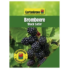 Brombeere, Rubus fruticosus »Black Satin« Blüten: creme, Früchte: schwarz, essbar