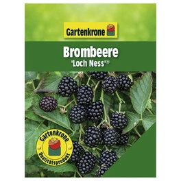 Brombeere, Rubus fruticosus »Loch NessⓈ«, Frucht: schwarz, zum Verzehr geeignet