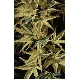 Buntblättriger Fächer-Ahorn, Acer palmatum »Beni shishi henge«, Blätter: grün