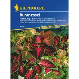 Buntnessel »Mischung«, ca. 30 Pflanzen