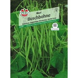 Buschbohne »Maxi«, fadenlose, langhülsige Sorte im Gluckentyp
