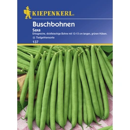 Buschbohne, Phaseolus vulgaris var. Nanus, Inhalt reicht für 8 - 10 lfd. Meter