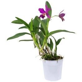 Cattleya-Orchidee, Cattleya, Blütenfarbe: mehrfarbig