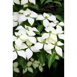 Chinesischer Blumen-Hartriegel, Cornus kousa chinensis »Weiße Fontaine«, Blüte: cremeweiß