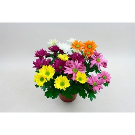 Chrysanthemen, Aktuelle Pflanzenhöhe (max.): 30 cm