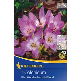 Colchicum »Lilac Wonder«, 1 Stück