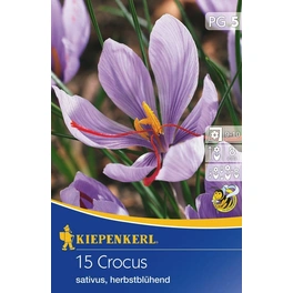 Crocus »sativus«, 15 Stück