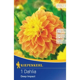 Dahlia, 1 Pflanze