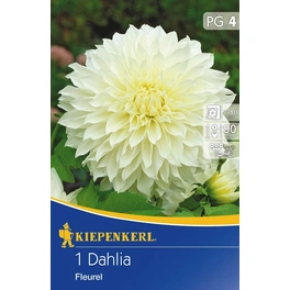 Dahlia »Fleurel«, 1 Stück