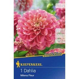 Dahlia »Milena Fleur«, 1 Stück