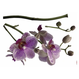 Dekosticker, Orchidee, BxL: 100 x 70 cm