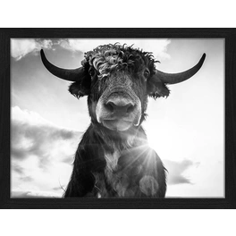 Digitaldruck »Komische Kuh«, Rahmen: Buchenholz, Schwarz