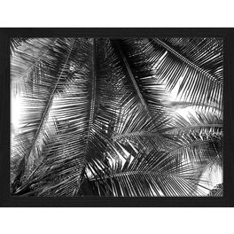 Digitaldruck »Palmblätter«, Rahmen: Buchenholz, Schwarz