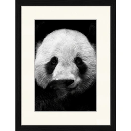 Digitaldruck »Pandabär«, Rahmen: Buchenholz, Schwarz