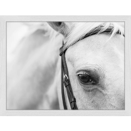 Digitaldruck »Pferd«, Rahmen: Buchenholz, weiß