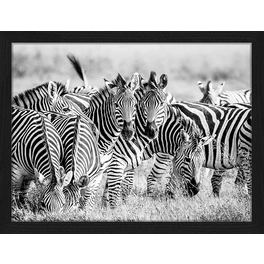 Digitaldruck »Zebras«, Rahmen: Buchenholz, Schwarz