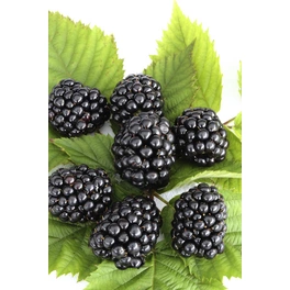 Dornenlose Brombeere, Rubus fruticosus »Chester Thornless«, Frucht: schwarz, zum Verzehr geeignet