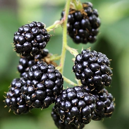 Dornenlose Brombeere, Rubus fruticosus »Navaho®«, Frucht: schwarz, zum Verzehr geeignet