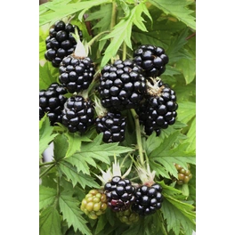 Dornenlose Brombeere, Rubus fruticosus »Oregon Thornless«, Frucht: schwarz, zum Verzehr geeignet