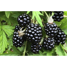 Dornenlose Brombeere, Rubus fruticosus »Thornless Evergreen«, Frucht: schwarz, zum Verzehr geeignet