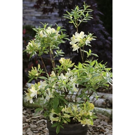 Duft-Azalee, Rhododendron viscosum »Westons Lemon Drop«, weiß, Höhe: 30 - 40 cm
