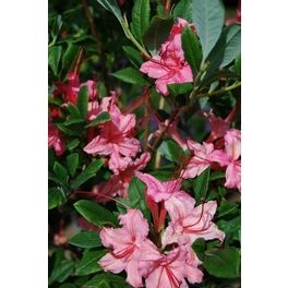 Duft-Azalee, Rhododendron viscosum »Weston's Sparkler«, dunkelrosa, Höhe: 30 - 40 cm