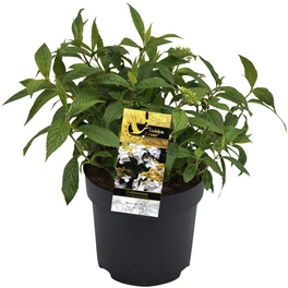 Duft-Hortensie, Hydrangea angustipetala »Golden Crane®«, Blätter: grün, Blüten: weiß