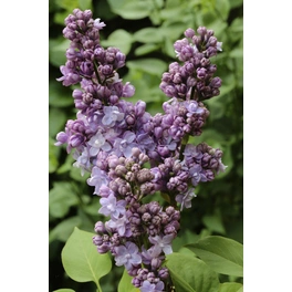 Edelflieder, Syringa vulgaris »Michel Buchner«, Blüte: violett