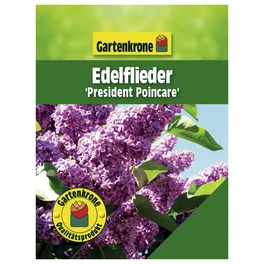 Edelflieder, Syringa vulgaris »President Poincare«, Blätter: grün, Blüten: violett